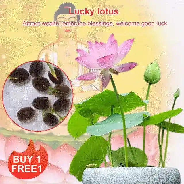 LotusBloomâ„¢ Bonsai Lotus Flower Seeds (Buy 50 Seeds Get 100 Seeds Free)