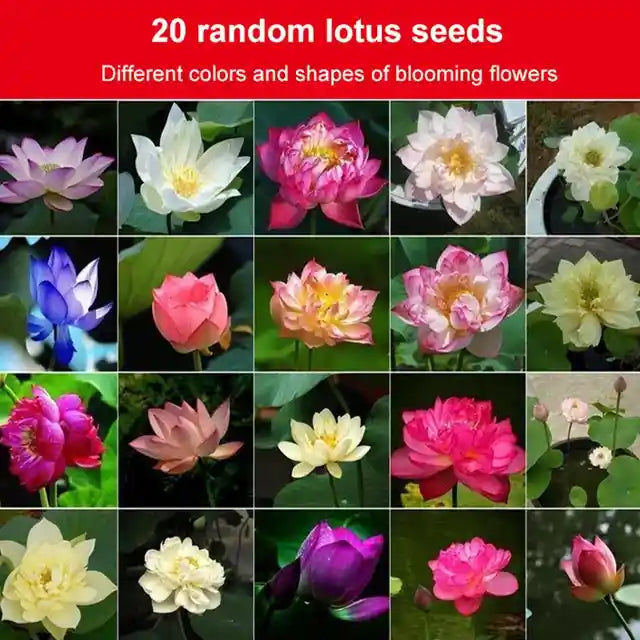 LotusBloomâ„¢ Bonsai Lotus Flower Seeds (Buy 50 Seeds Get 100 Seeds Free)