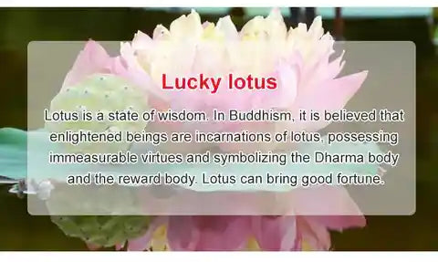 LotusBloomâ„¢ Bonsai Lotus Flower Seeds (Buy 50 Seeds Get 100 Seeds Free)