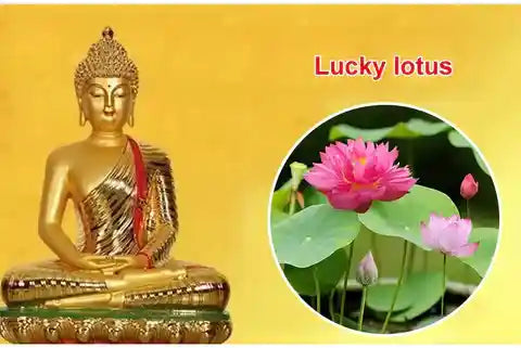 LotusBloomâ„¢ Bonsai Lotus Flower Seeds (Buy 50 Seeds Get 100 Seeds Free)