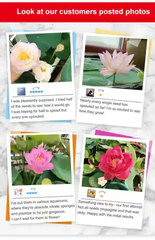 LotusBloomâ„¢ Bonsai Lotus Flower Seeds (Buy 50 Seeds Get 100 Seeds Free)