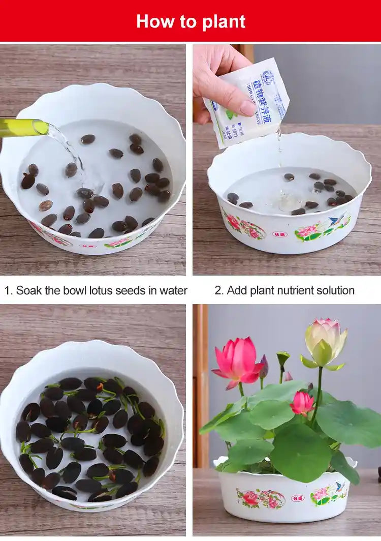 LotusBloom™ Bonsai Lotus Flower Seeds (Buy 50 Seeds Get 100 Seeds Free)