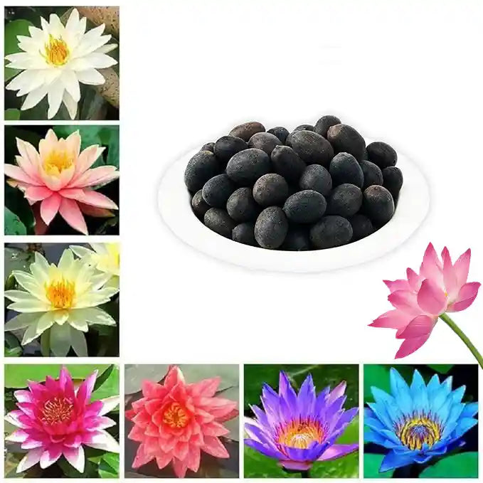 LotusBloom™ Bonsai Lotus Flower Seeds (Buy 50 Seeds Get 100 Seeds Free)